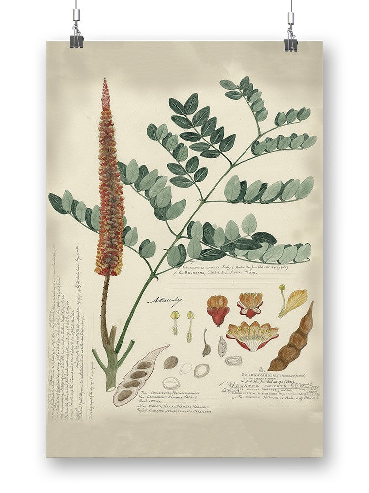 Botanical Notes And Drawings Wall Art -A. Descubes Designs
