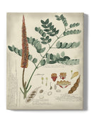 Botanical Notes And Drawings Wall Art -A. Descubes Designs