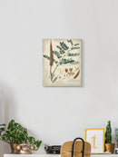 Botanical Notes And Drawings Wall Art -A. Descubes Designs