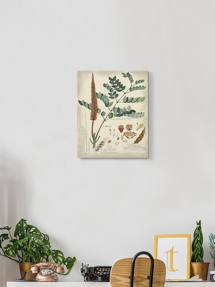 Botanical Notes And Drawings Wall Art -A. Descubes Designs