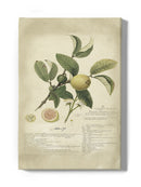 Descube Botanical I Wall Art -A. Descubes Designs