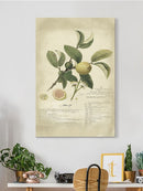 Descube Botanical I Wall Art -A. Descubes Designs