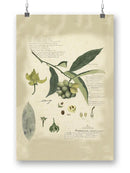 Descube Botanical Ii Wall Art -A. Descubes Designs