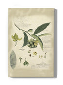 Descube Botanical Ii Wall Art -A. Descubes Designs