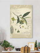 Descube Botanical Ii Wall Art -A. Descubes Designs