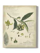Descube Botanical Ii Wall Art -A. Descubes Designs