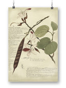 Hinia Vareigata Wall Art -A. Descubes Designs