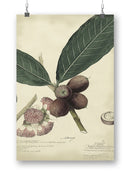 Eugenia Purpurea Wall Art -A. Descubes Designs