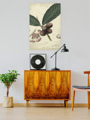 Eugenia Purpurea Wall Art -A. Descubes Designs