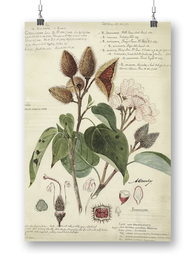 Botanical Notes Wall Art -A. Descubes Designs