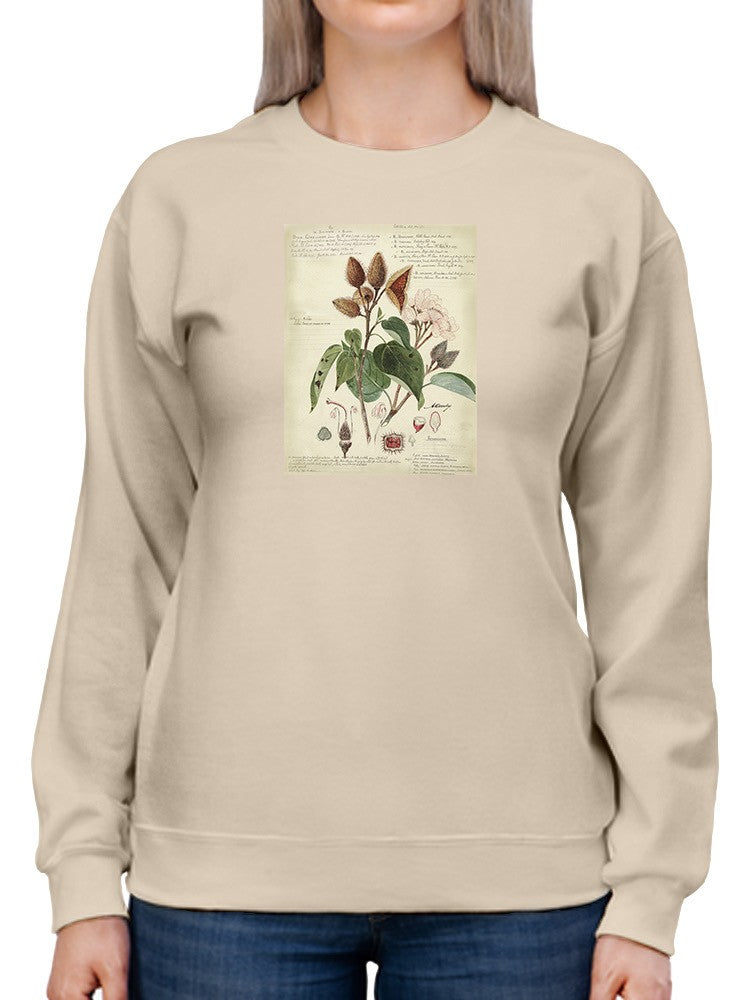 Botanical Notes Sweatshirt -A. Descubes Designs