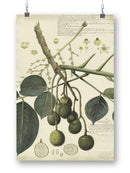 Spondias Mangifera Wall Art -A. Descubes Designs
