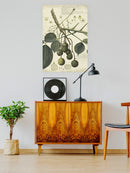 Spondias Mangifera Wall Art -A. Descubes Designs