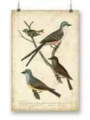 Wilsons Flycatcher  Wall Art -Alexander Wilson Designs