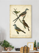 Wilsons Flycatcher  Wall Art -Alexander Wilson Designs
