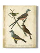 Wilsons Flycatcher  Wall Art -Alexander Wilson Designs