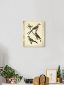 Wilsons Flycatcher  Wall Art -Alexander Wilson Designs