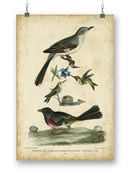 Custom Wilsons Mockingbird. Wall Art -Alexander Wilson Designs