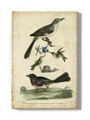 Custom Wilsons Mockingbird. Wall Art -Alexander Wilson Designs