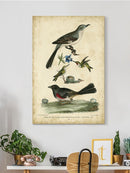 Custom Wilsons Mockingbird. Wall Art -Alexander Wilson Designs