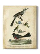 Custom Wilsons Mockingbird. Wall Art -Alexander Wilson Designs