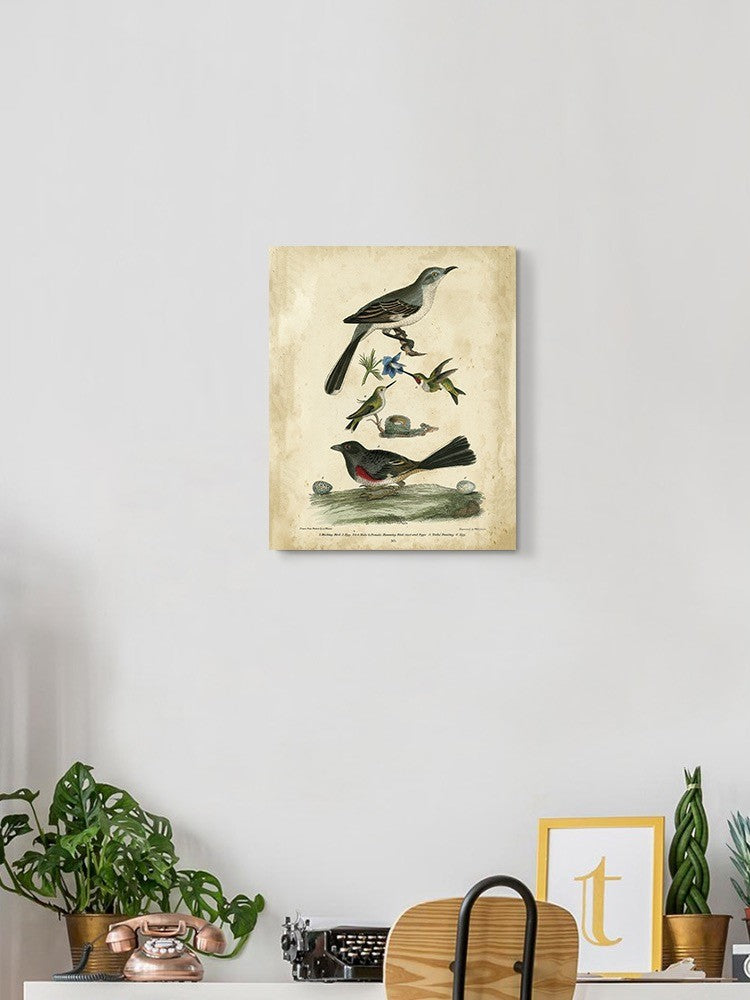 Custom Wilsons Mockingbird. Wall Art -Alexander Wilson Designs