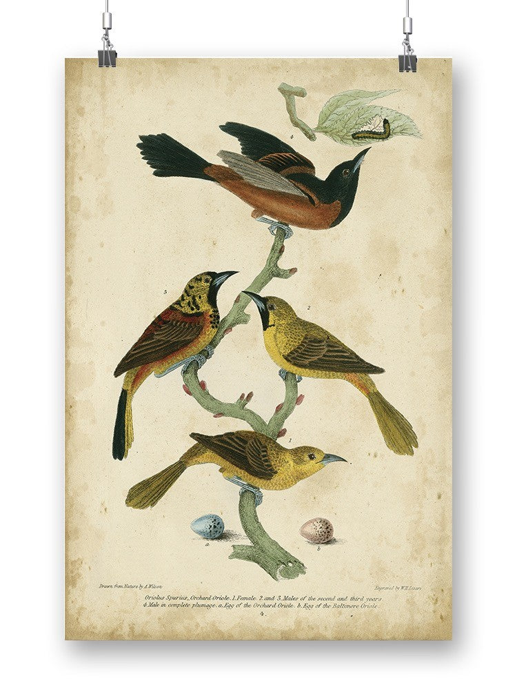 Orchard And Birds Wall Art -Alexander Wilson Designs