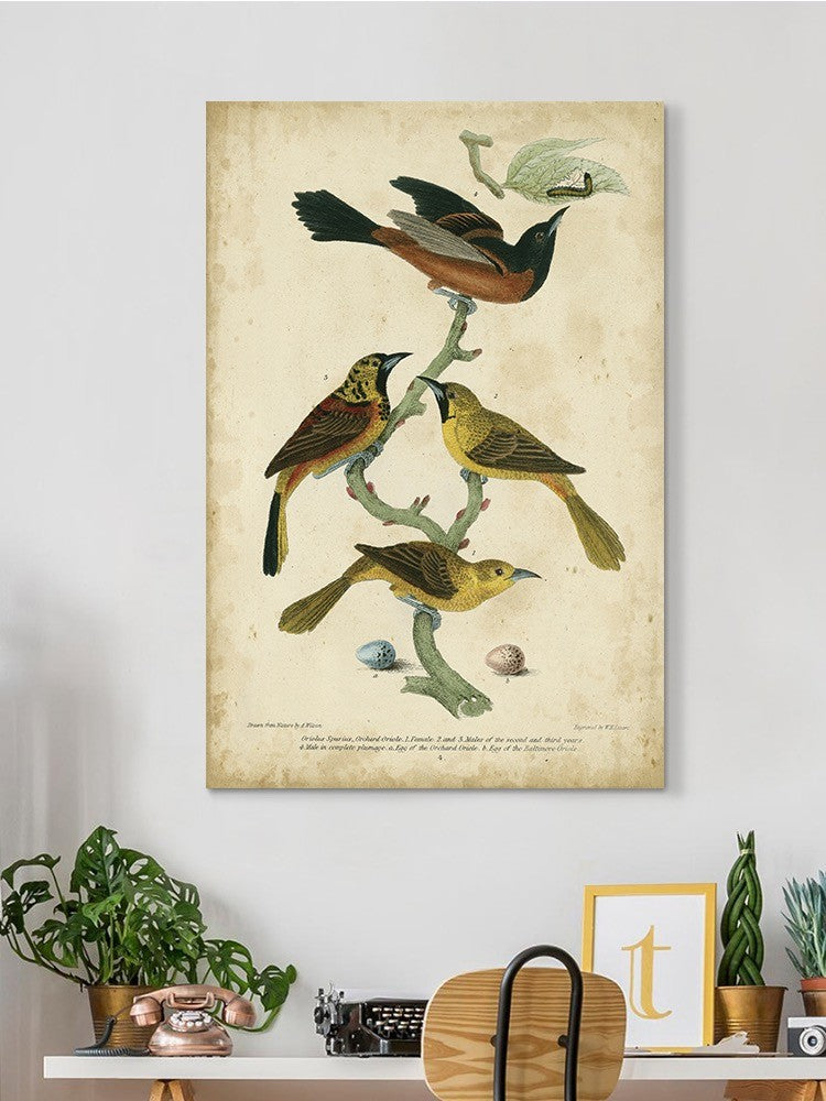 Orchard And Birds Wall Art -Alexander Wilson Designs