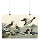 Duck Family Wall Art -Alexander Wilson Designs
