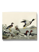 Duck Family Wall Art -Alexander Wilson Designs