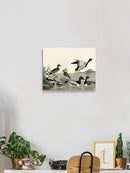 Duck Family Wall Art -Alexander Wilson Designs