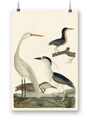 Vintage Heron Family Wall Art -Alexander Wilson Designs