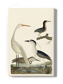 Vintage Heron Family Wall Art -Alexander Wilson Designs