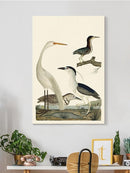 Vintage Heron Family Wall Art -Alexander Wilson Designs