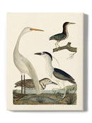 Vintage Heron Family Wall Art -Alexander Wilson Designs