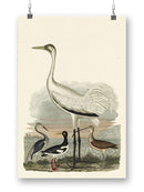Heron Family Iii Wall Art -Alexander Wilson Designs