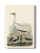 Heron Family Iii Wall Art -Alexander Wilson Designs