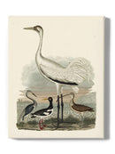 Heron Family Iii Wall Art -Alexander Wilson Designs