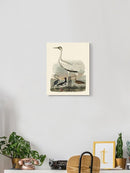 Heron Family Iii Wall Art -Alexander Wilson Designs