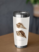 Sienna Shell Collector Iii Tumbler -Annie Warren Designs