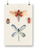 Insect Varieties Iv Wall Art -Annie Warren Designs