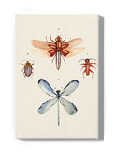 Insect Varieties Iv Wall Art -Annie Warren Designs