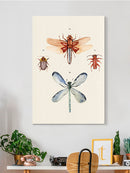 Insect Varieties Iv Wall Art -Annie Warren Designs