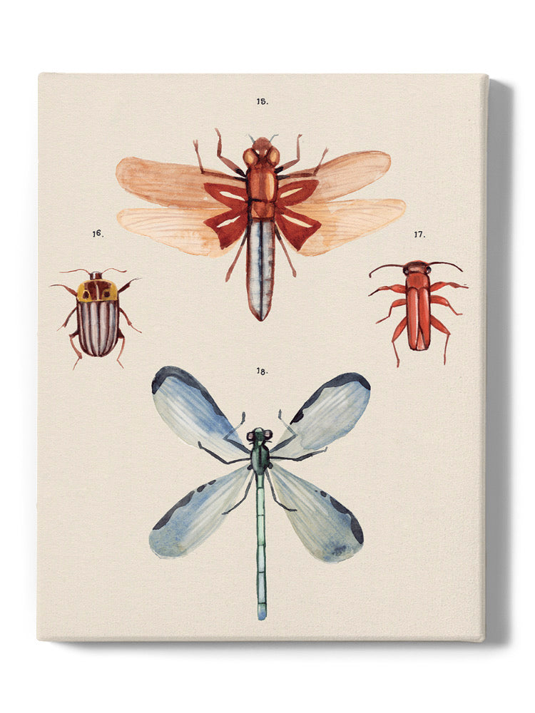 Insect Varieties Iv Wall Art -Annie Warren Designs