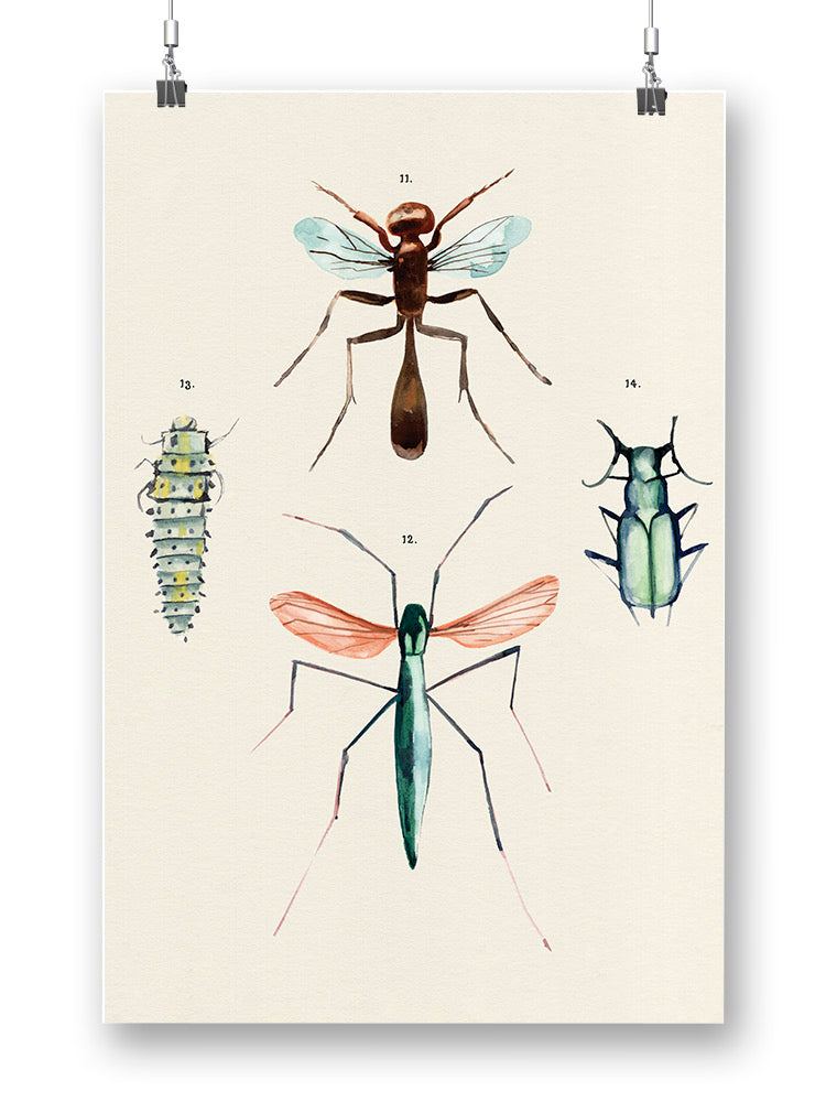 Insect Varieties Iii Wall Art -Annie Warren Designs