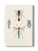 Insect Varieties Iii Wall Art -Annie Warren Designs