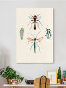 Insect Varieties Iii Wall Art -Annie Warren Designs