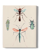 Insect Varieties Iii Wall Art -Annie Warren Designs