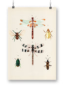 Insect Varieties Ii Wall Art -Annie Warren Designs