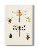 Insect Varieties Ii Wall Art -Annie Warren Designs
